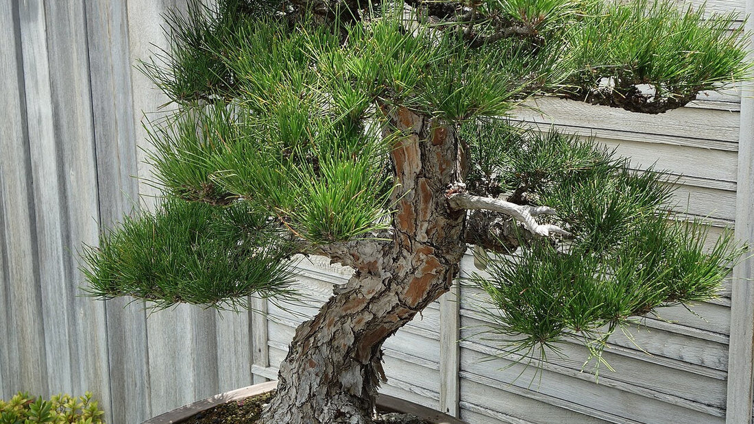 Mature Japanese black pine bonsai with a textured trunk and dense green needles