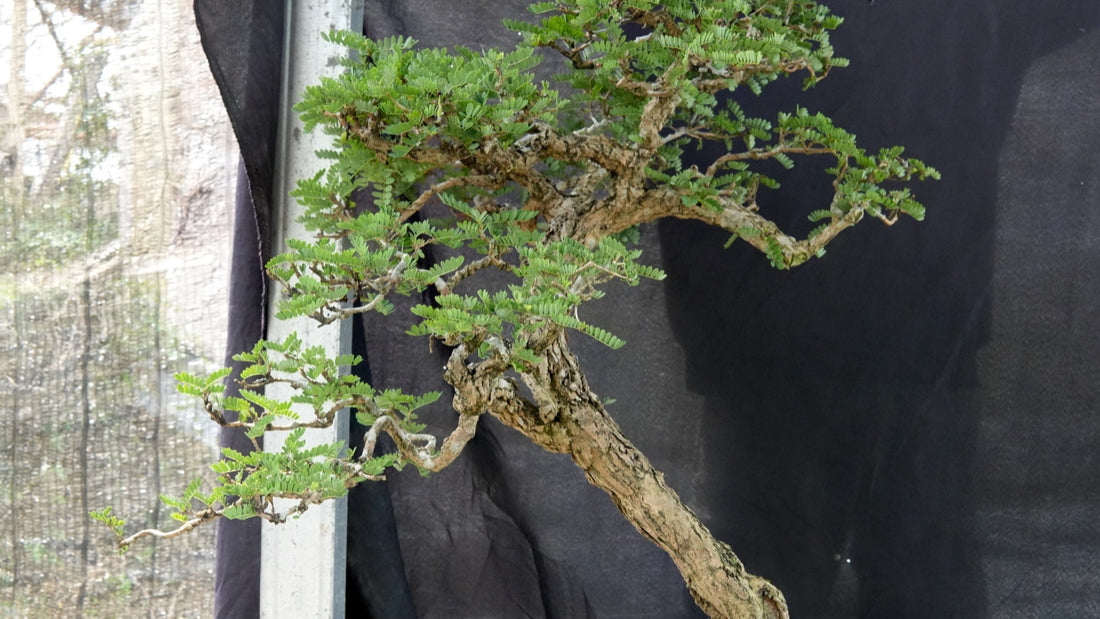 Healthy tamarind bonsai growing patiently with a textured trunk and fresh green foliage