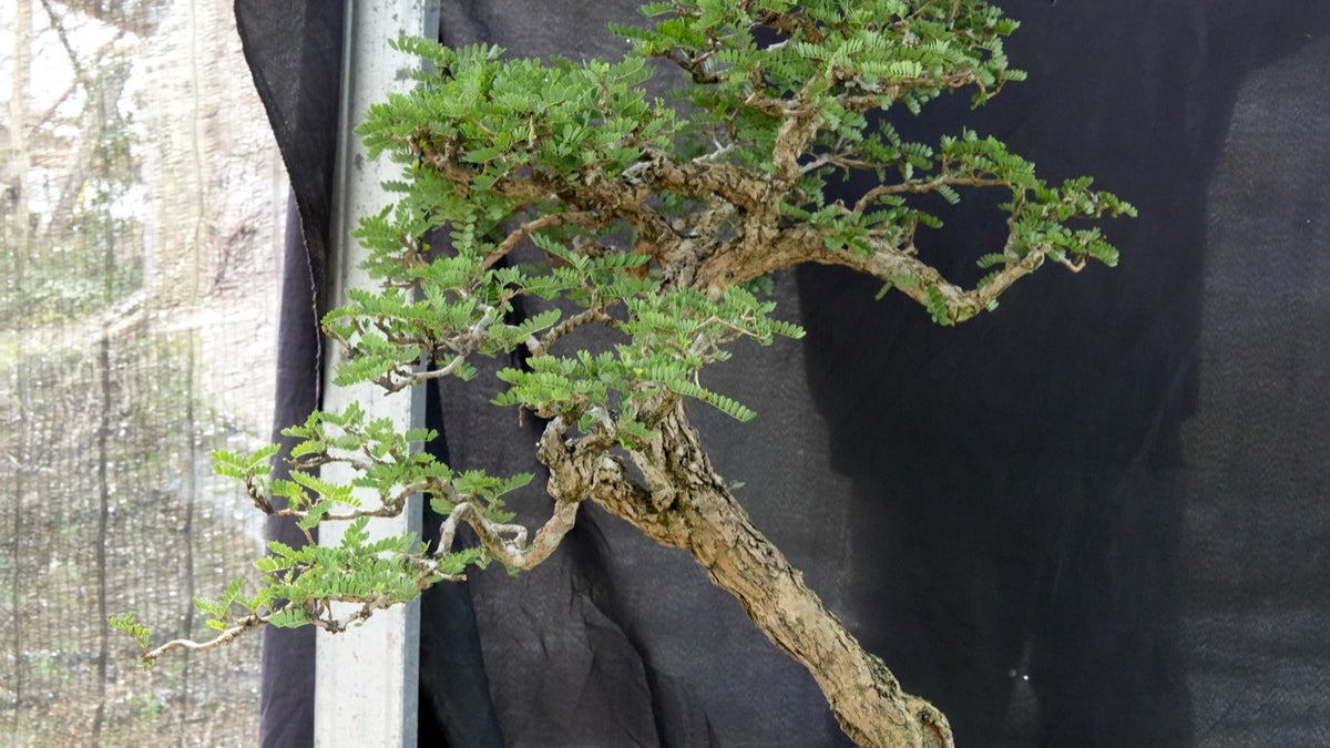 Healthy tamarind bonsai growing patiently with a textured trunk and fresh green foliage