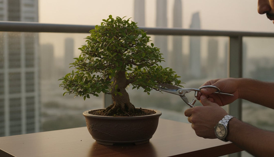 Professional Bonsai Care Guide for the UAE Climate