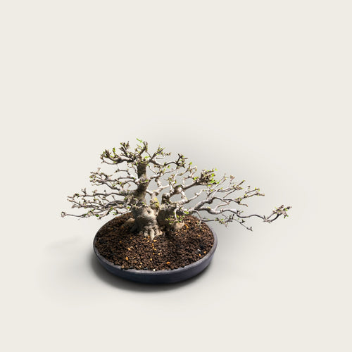 Kazan (花山) — Mature Multi-Trunk Flowering Bonsai