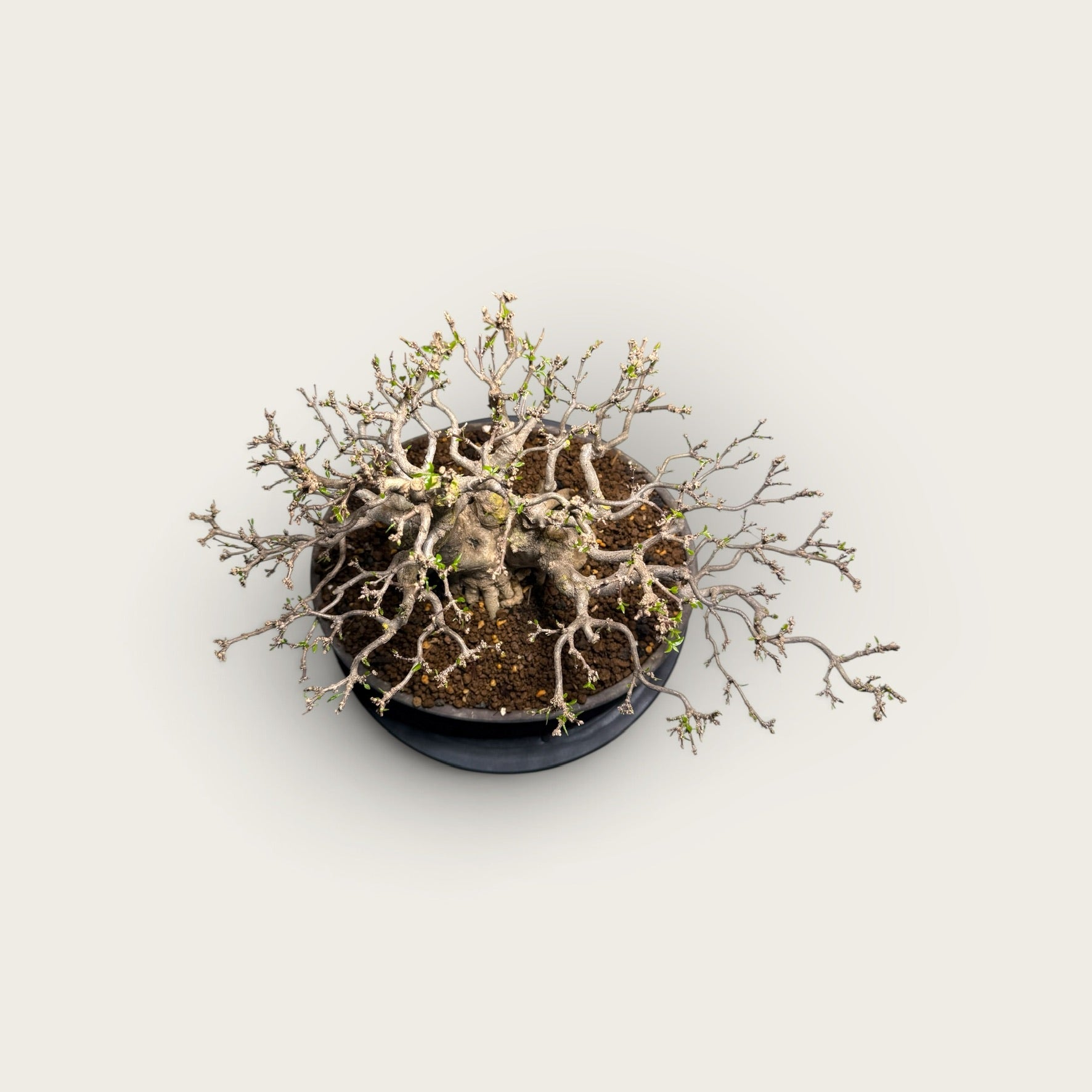 Kazan (花山) — Mature Multi-Trunk Flowering Bonsai
