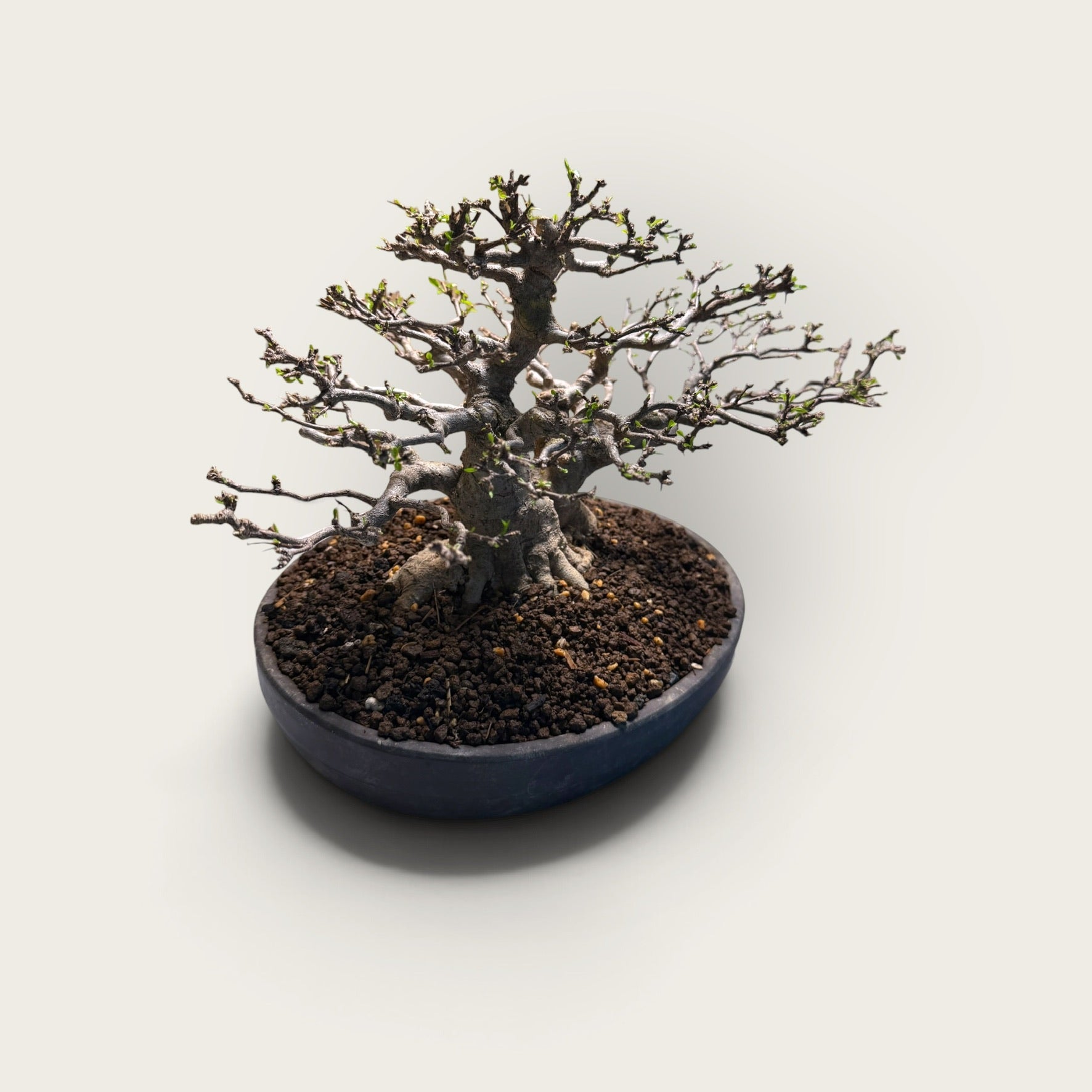 Kazan (花山) — Mature Multi-Trunk Flowering Bonsai