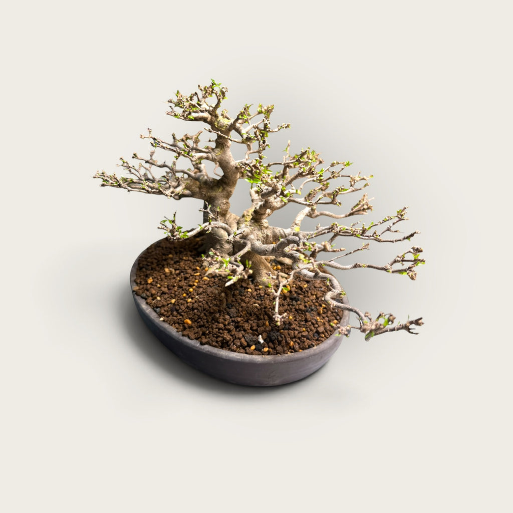 Kazan (花山) — Mature Multi-Trunk Flowering Bonsai