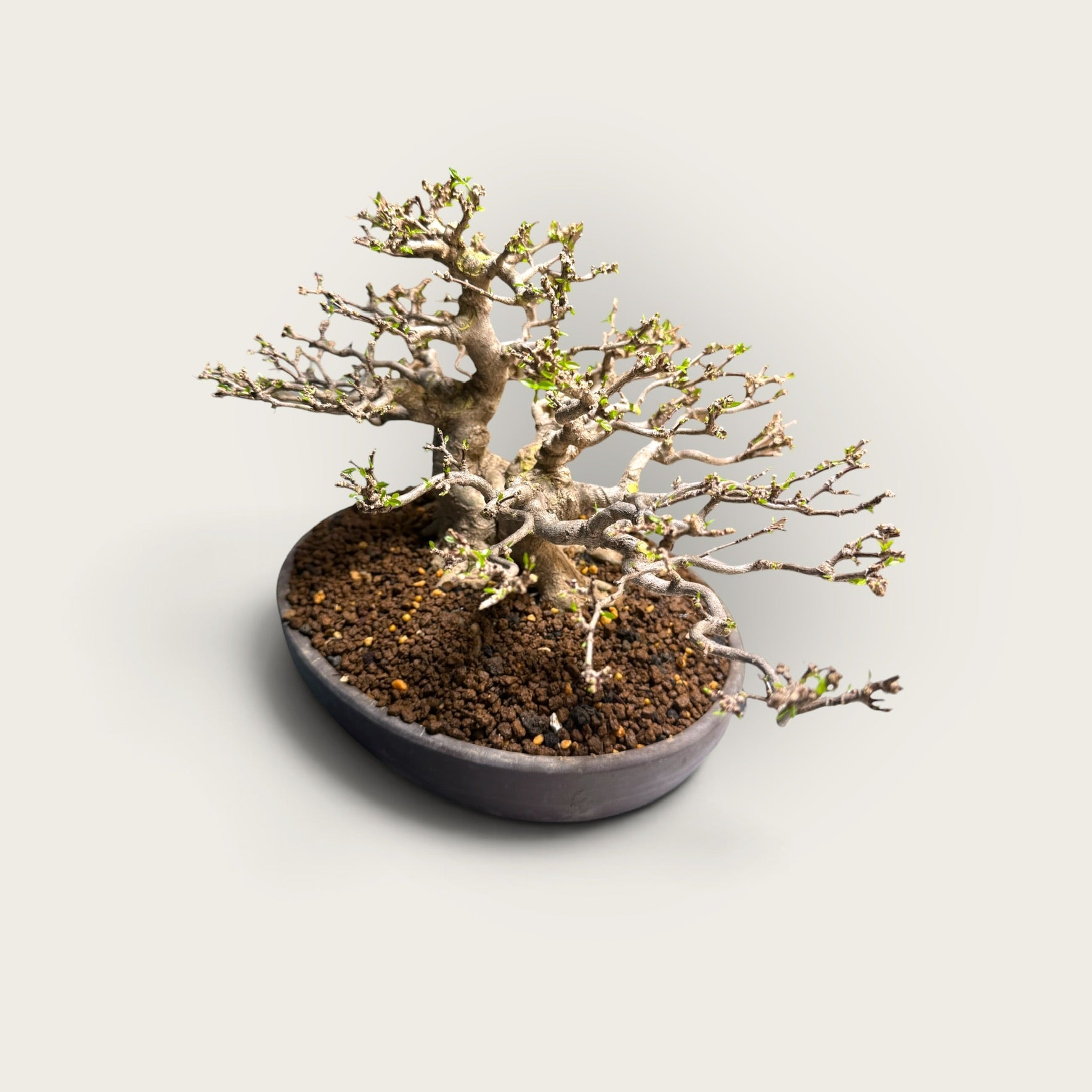 Kazan (花山) — Mature Multi-Trunk Flowering Bonsai