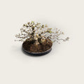 Kazan (花山) — Mature Multi-Trunk Flowering Bonsai