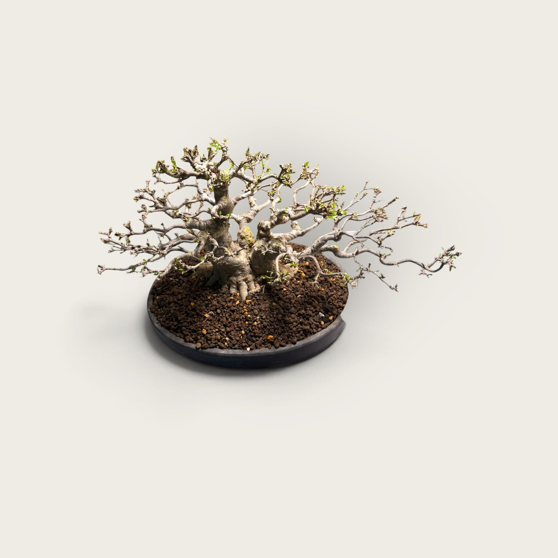 Kazan (花山) — Mature Multi-Trunk Flowering Bonsai