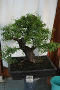 Mature Arabika yamadori bonsai AR-001 with dense fine foliage and dark trunk