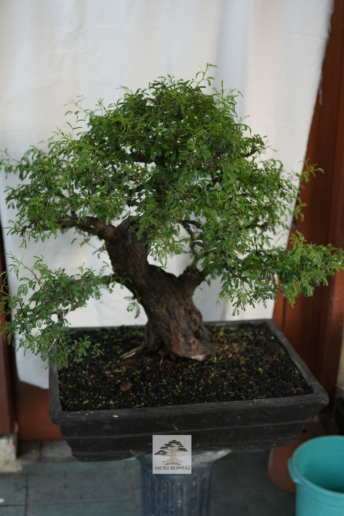 Mature Arabika yamadori bonsai AR-001 with dense fine foliage and dark trunk