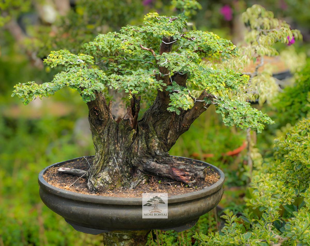Mature Arabika yamadori bonsai AR-002 with broad canopy, exposed roots and visible pot