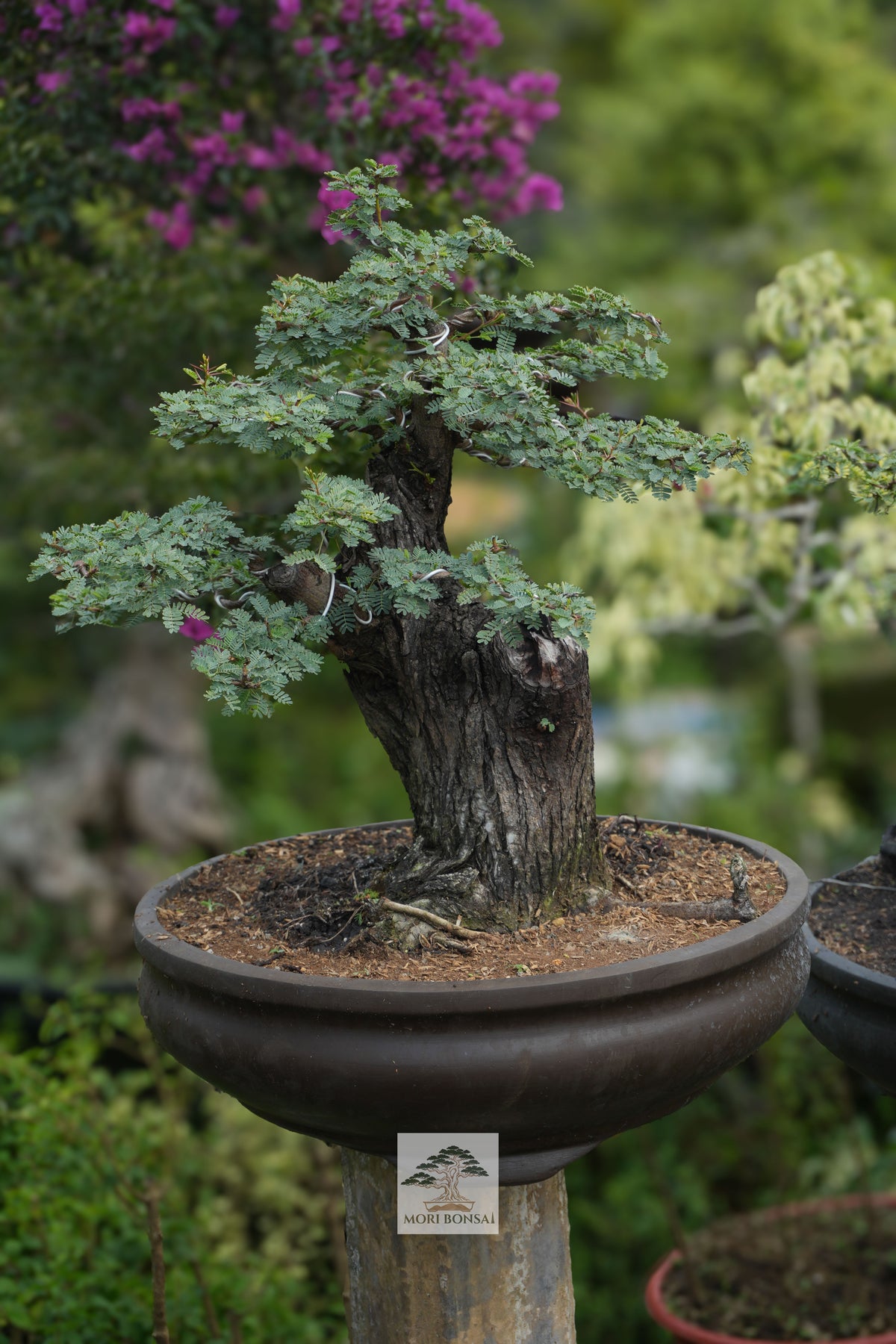 Mature Arabika yamadori bonsai AR-003 with textured trunk and trained branches