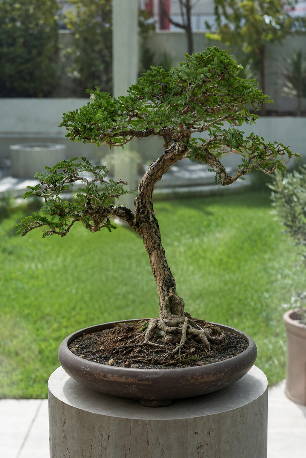 Kogarashi (木枯) — Weathered Slanting Bonsai (Chuhin Size)