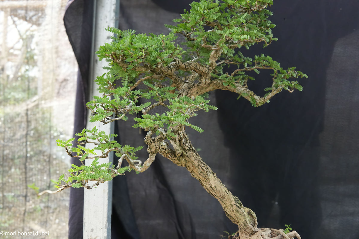 Kogarashi (木枯) — Weathered Slanting Bonsai (Chuhin Size)