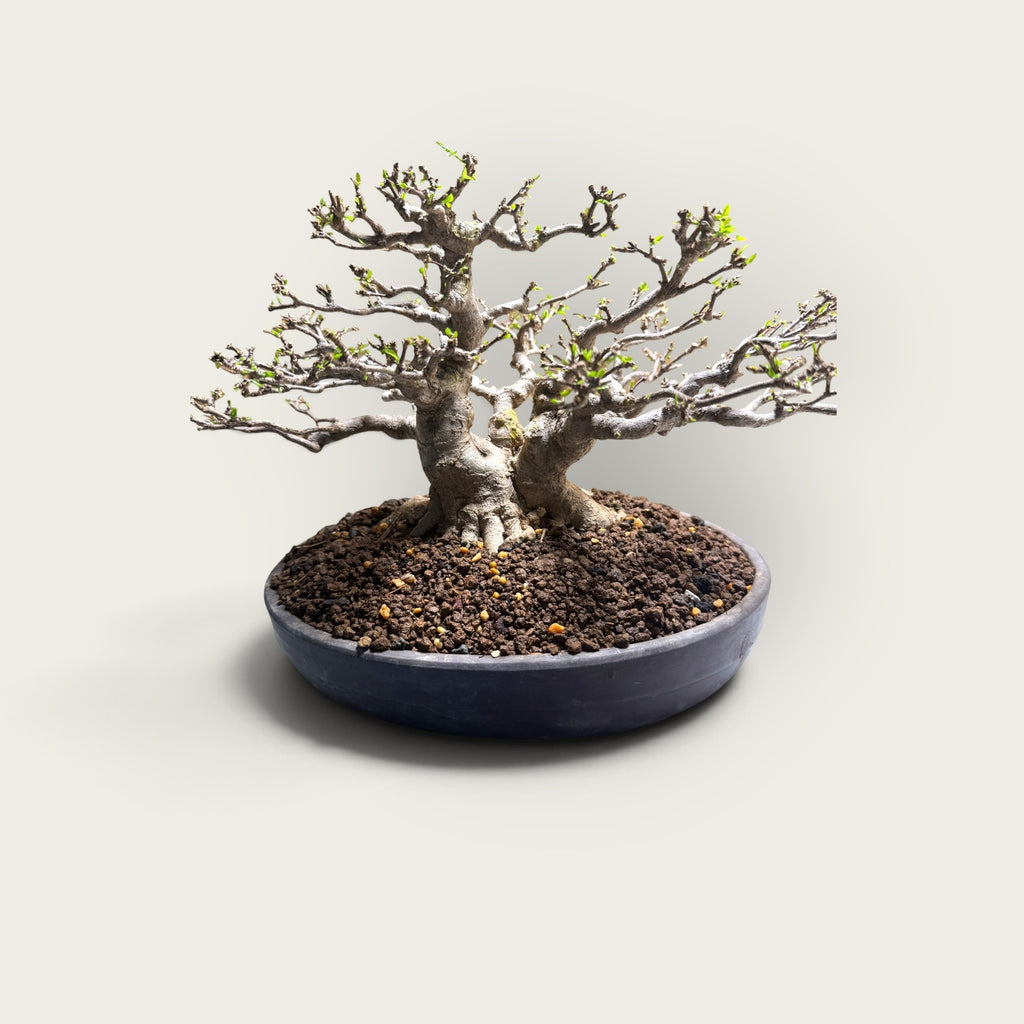 Kazan (花山) — Mature Multi-Trunk Flowering Bonsai