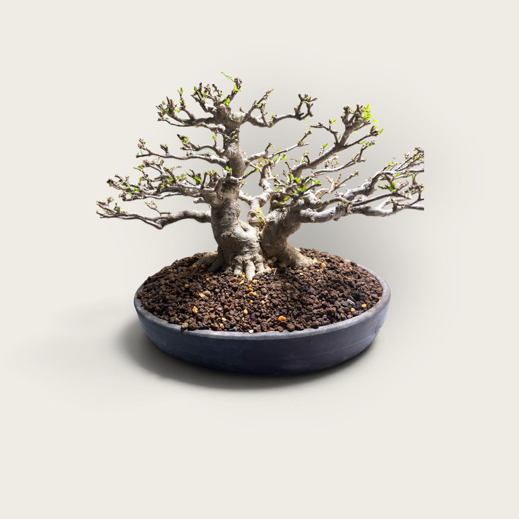 Kazan (花山) — Mature Multi-Trunk Flowering Bonsai