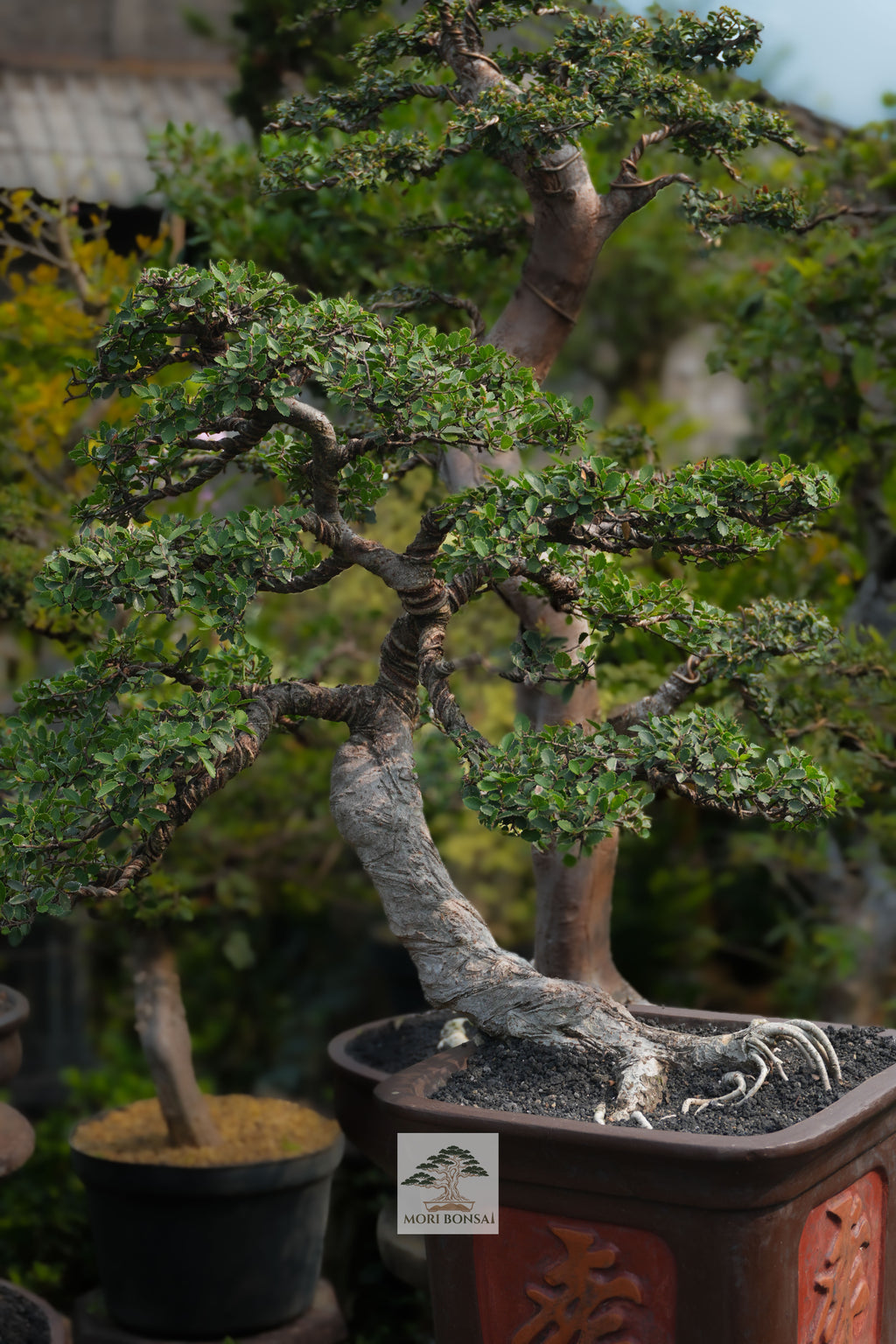 Chinese Elm bonsai ELM-003 trunk, surface roots and trained branching detail