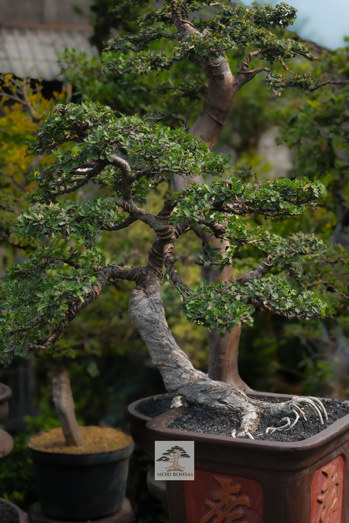 Chinese Elm bonsai ELM-003 trunk, surface roots and trained branching detail