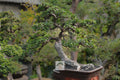 15-year Chinese Elm bonsai ELM-003 with mature trunk and broad canopy