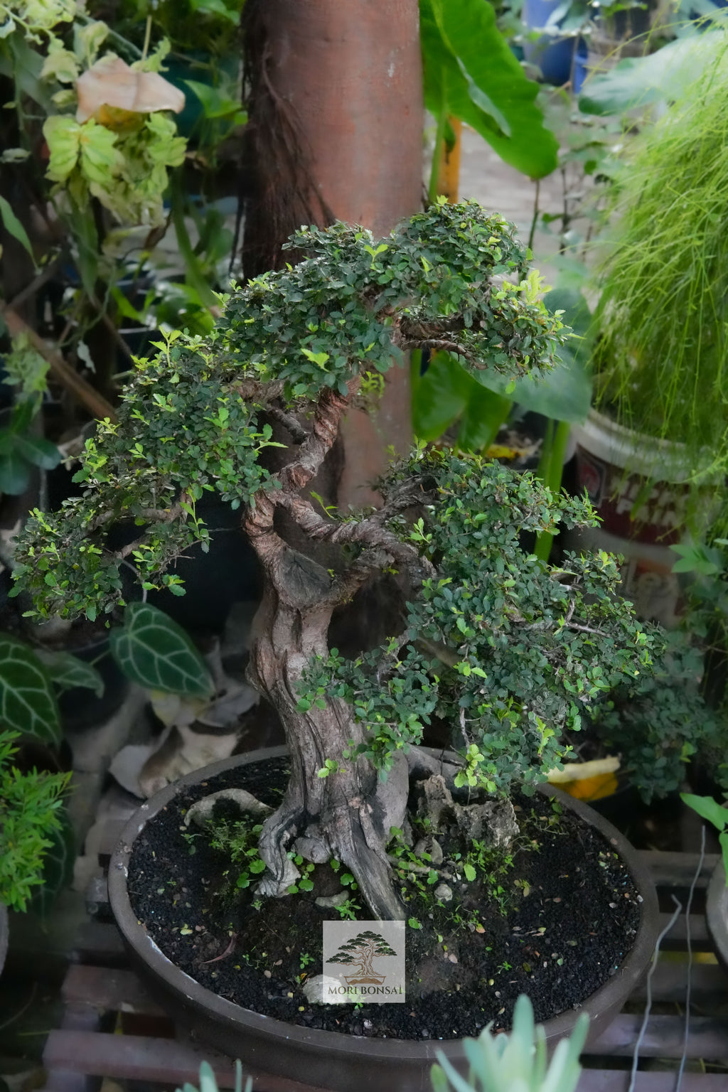 Chinese Elm bonsai ELM-004 trunk texture and compact branching detail