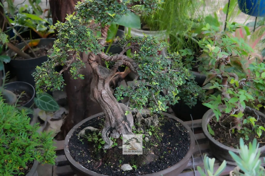 Chinese Elm bonsai ELM-004 full-tree view with massive trunk and artist-styled canopy