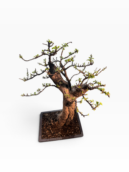 Kōka (紅花) — Rare Flowering Specimen Bonsai (Dai Size)