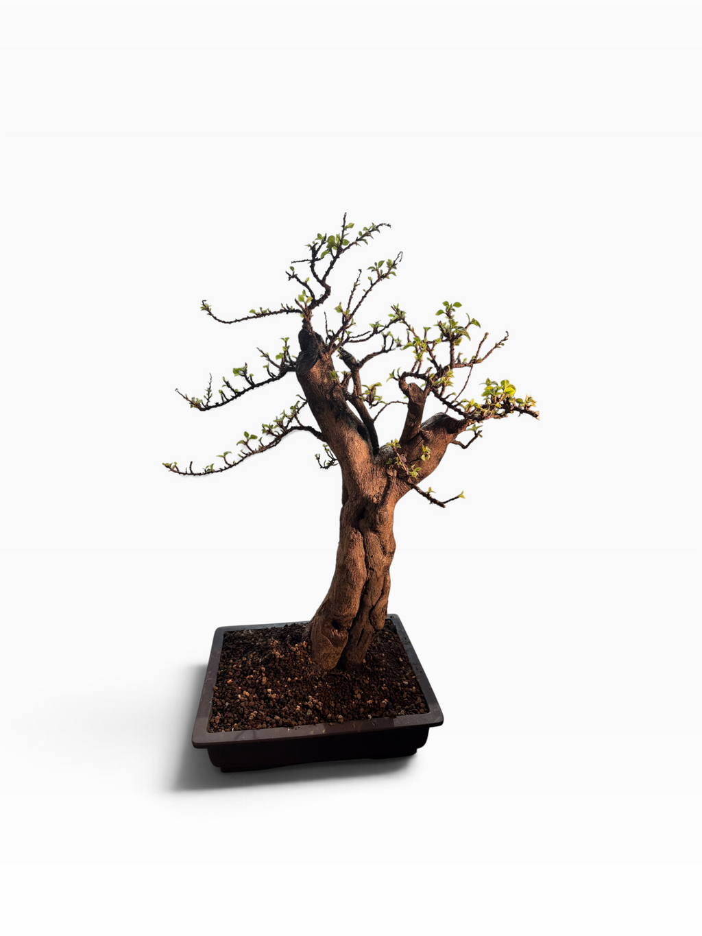 Kōka (紅花) — Rare Flowering Specimen Bonsai (Dai Size)