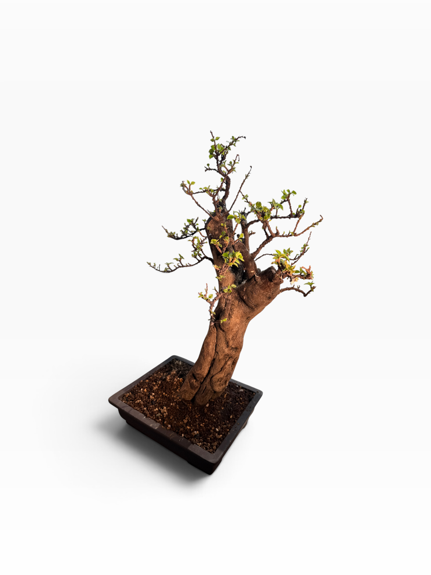 Kōka (紅花) — Rare Flowering Specimen Bonsai (Dai Size)