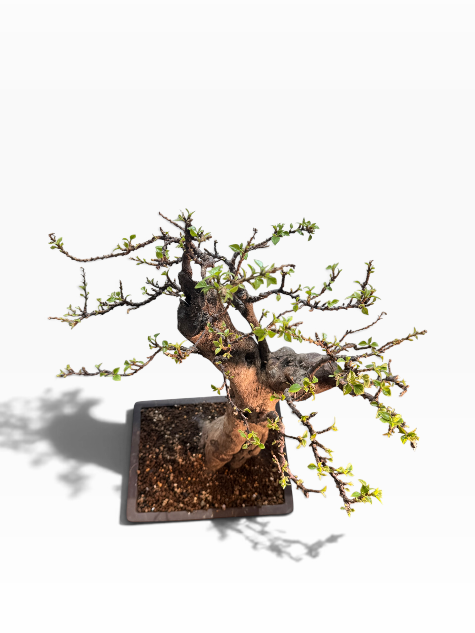 Kōka (紅花) — Rare Flowering Specimen Bonsai (Dai Size)
