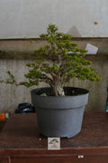 Shohin Moustail bonsai MOUS-003 with divided trunk, wired branches and dense foliage