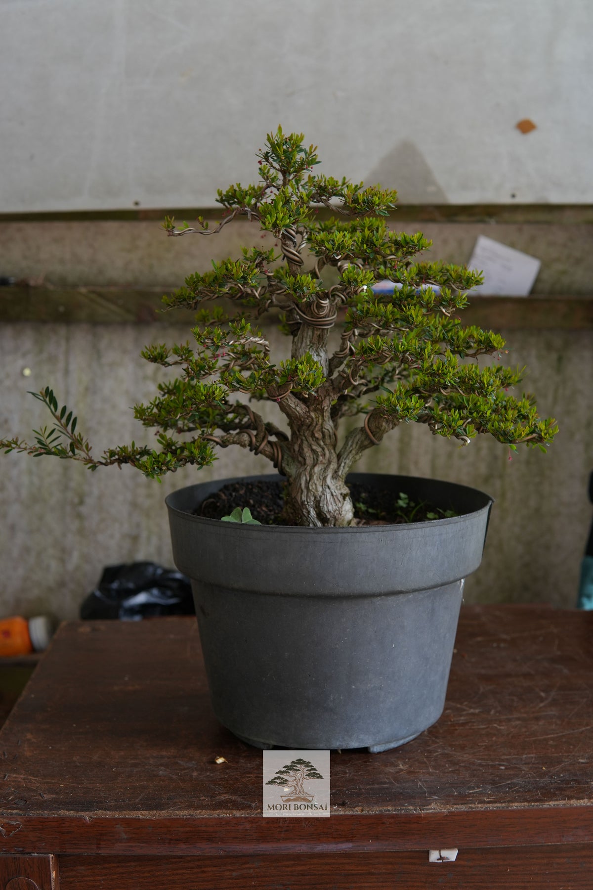 Shohin Moustail bonsai MOUS-003 with divided trunk, wired branches and dense foliage