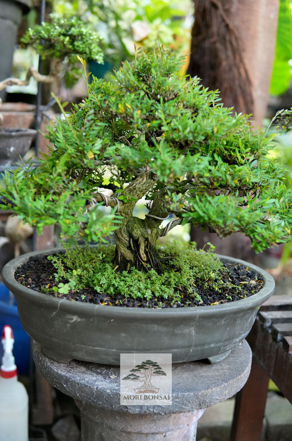 Phyllanthus acidus bonsai PHYL-001 textured trunk and wired branch detail