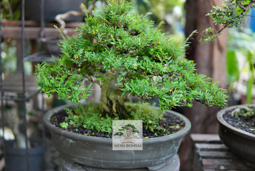 Phyllanthus acidus bonsai PHYL-001 full-tree view with rugged ascending trunk and broad canopy