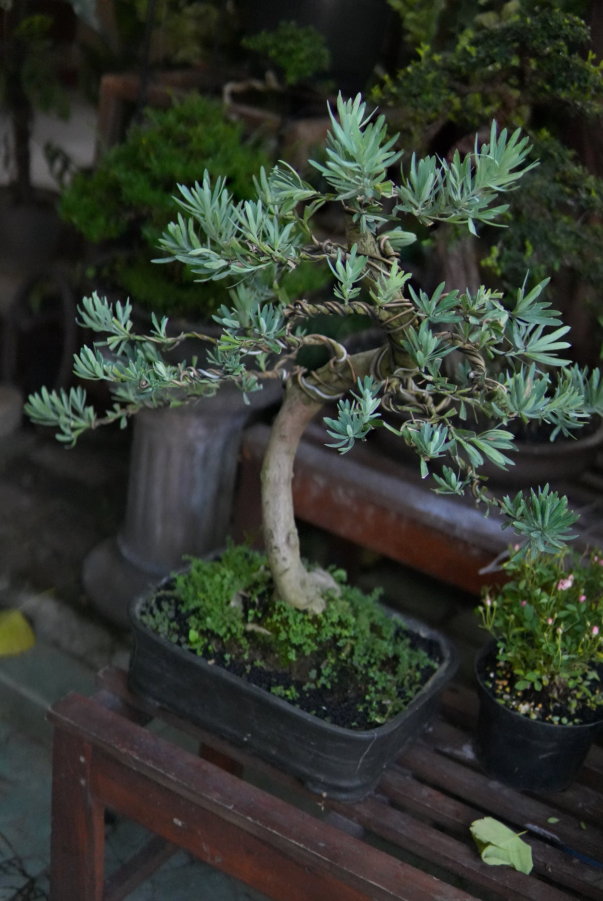 Podocarpus bonsai PODO-001 with curved trunk and wired blue-green foliage pads