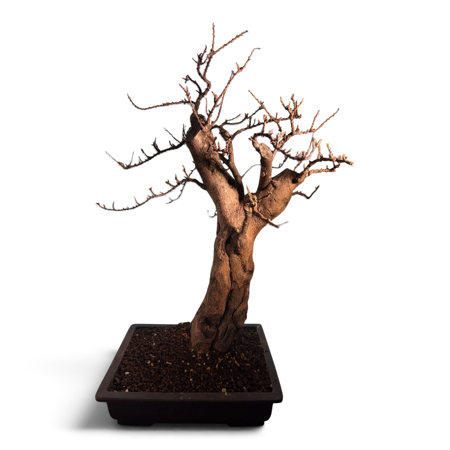Kōka (紅花) — Rare Flowering Specimen Bonsai (Dai Size)