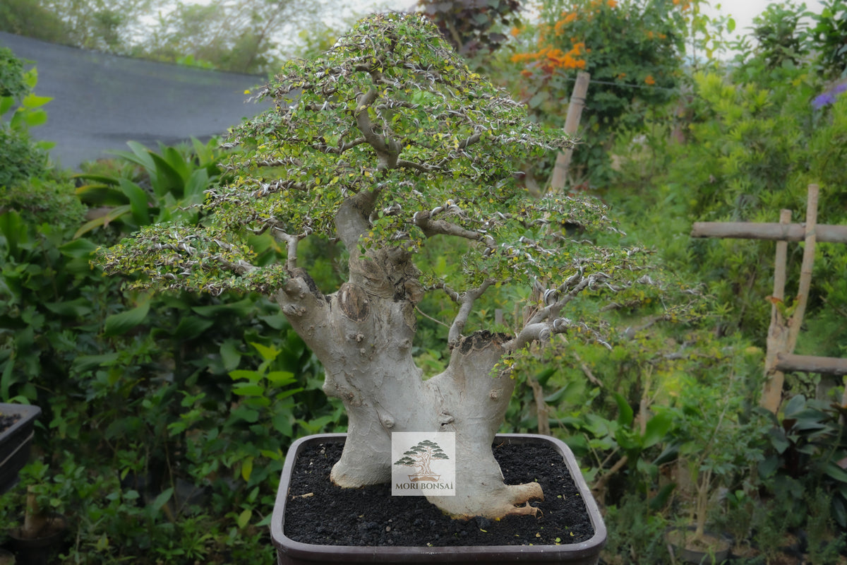 Streblus asper yamadori STRE-001 trunk base and extensively wired branch structure