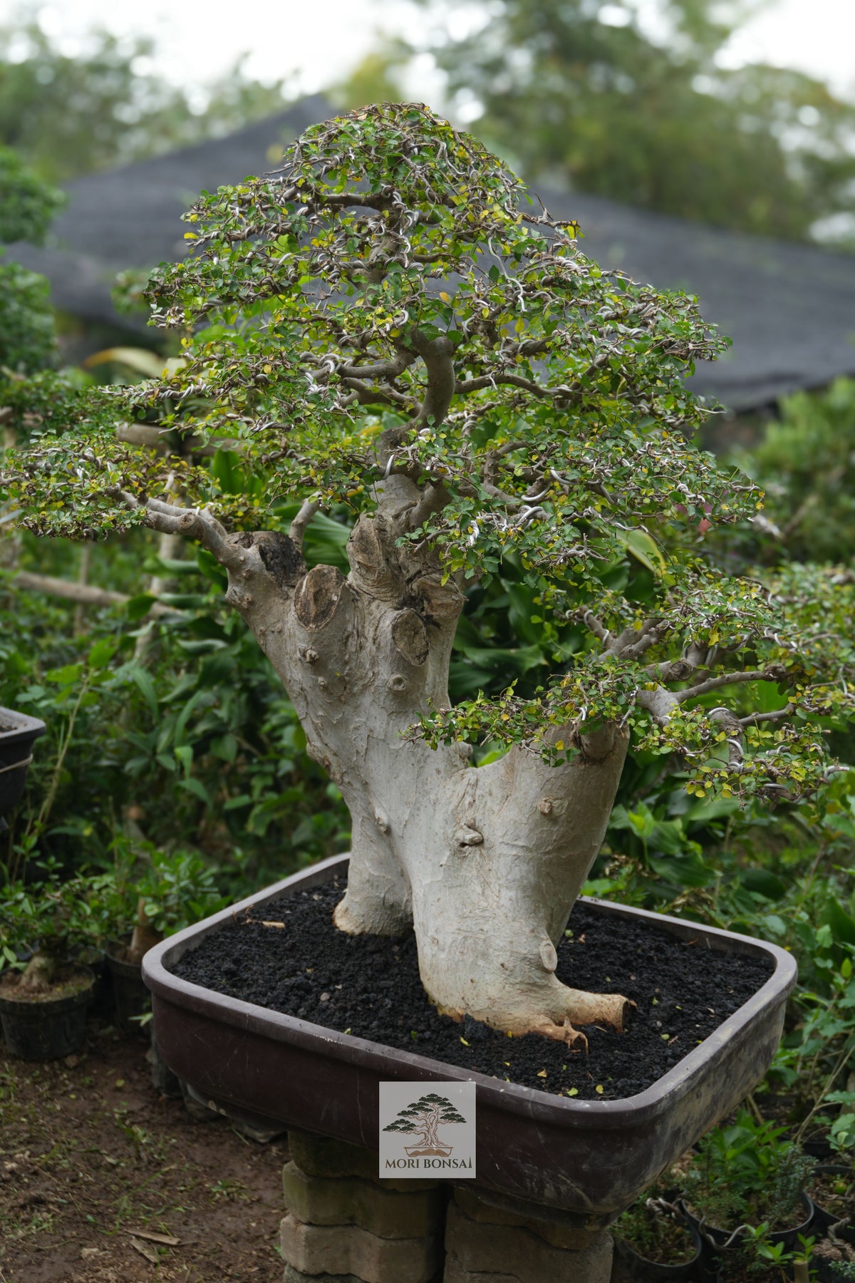 25-year Streblus asper yamadori STRE-001 with massive weathered base and broad canopy