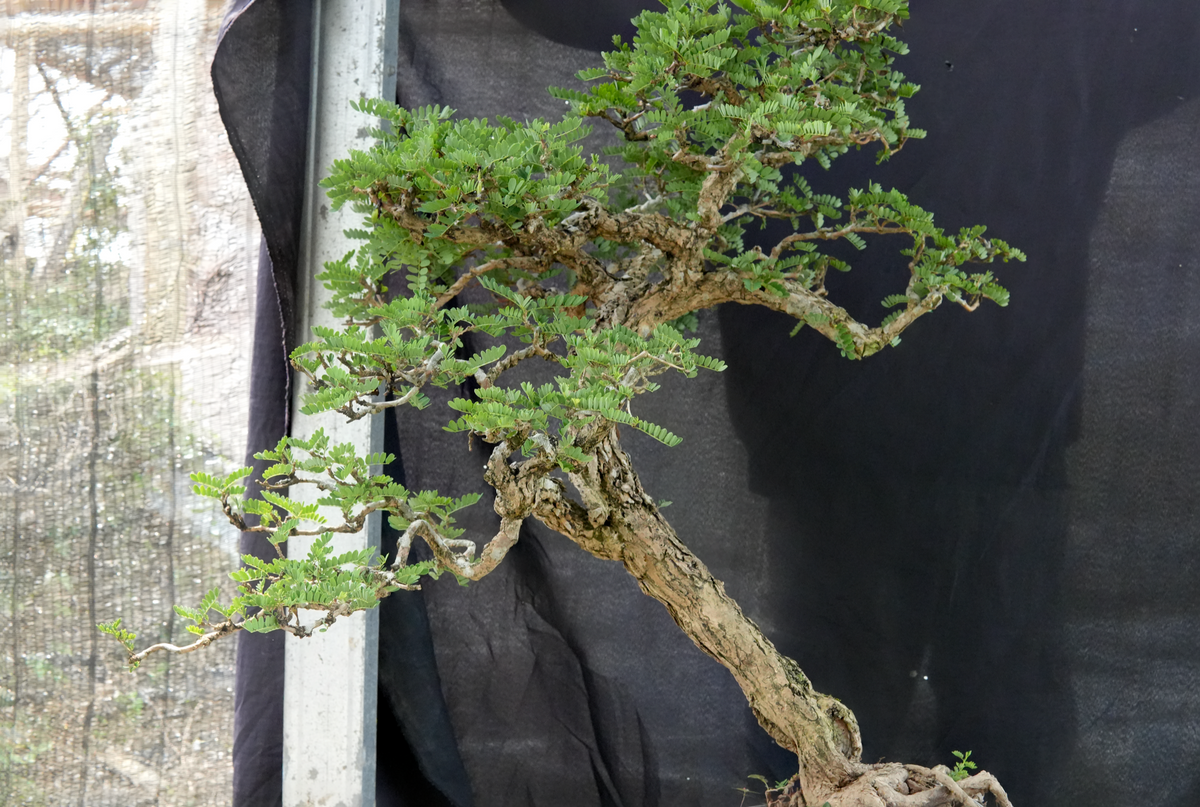 Kogarashi Tamarind bonsai TAMR-001 mature trunk and trained branch structure