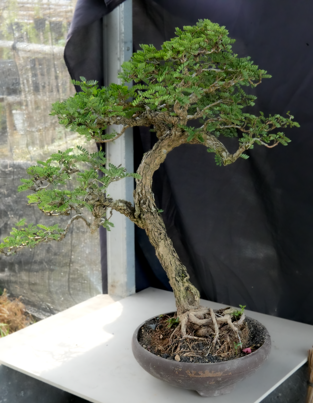 Kogarashi Tamarind bonsai TAMR-001 textured trunk base, roots and oval pot