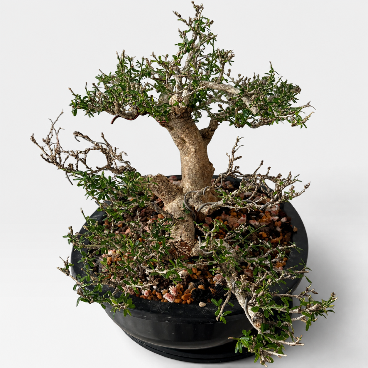 Seiran (青嵐) — Sculptural Flowering Bonsai (Shohin Size)