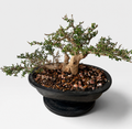 Seiran (青嵐) — Sculptural Flowering Bonsai (Shohin Size)
