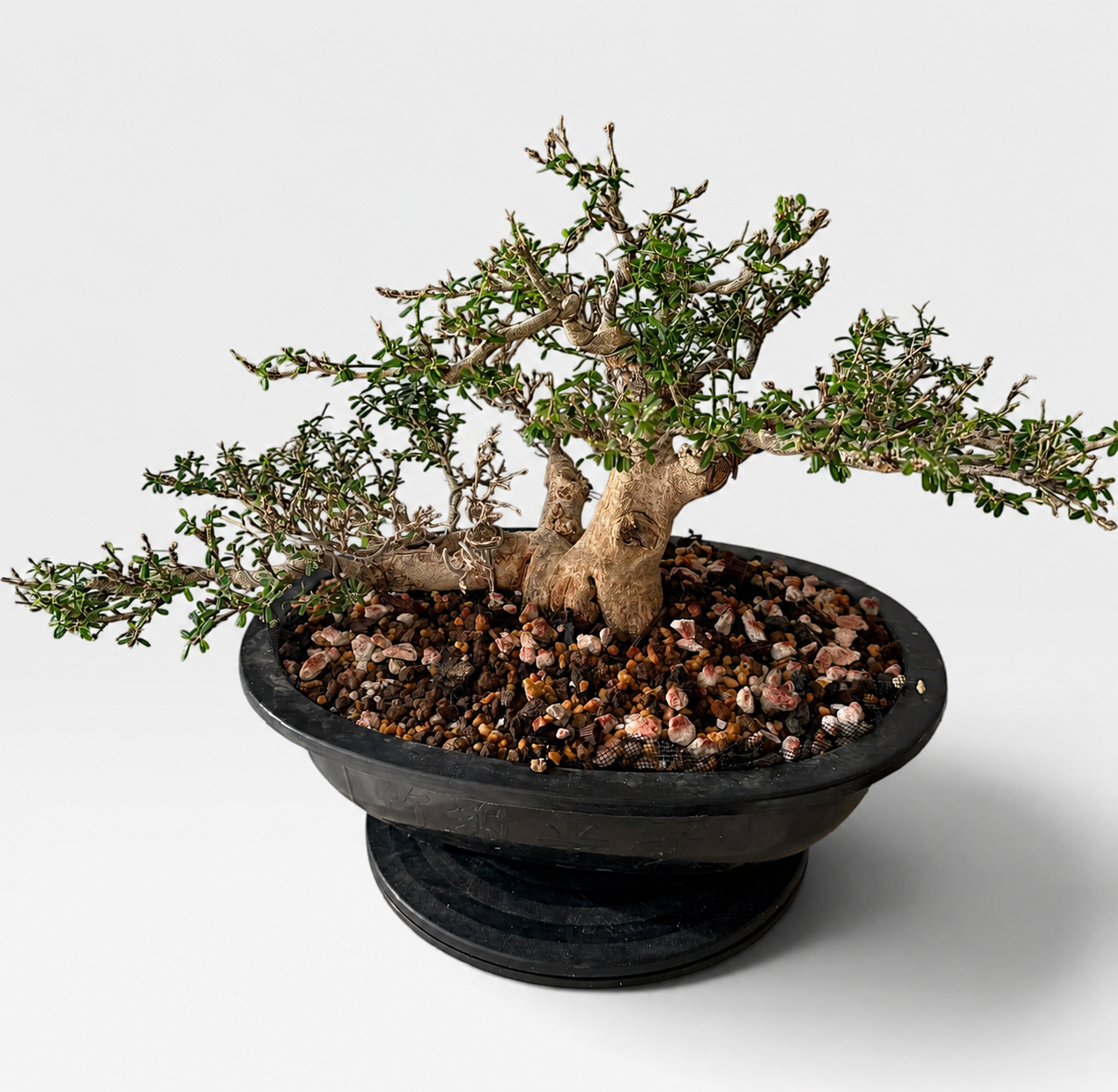 Seiran (青嵐) — Sculptural Flowering Bonsai (Shohin Size)