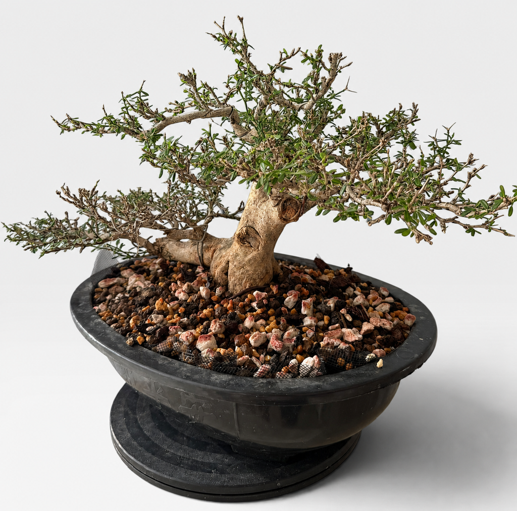 Seiran (青嵐) — Sculptural Flowering Bonsai (Shohin Size)