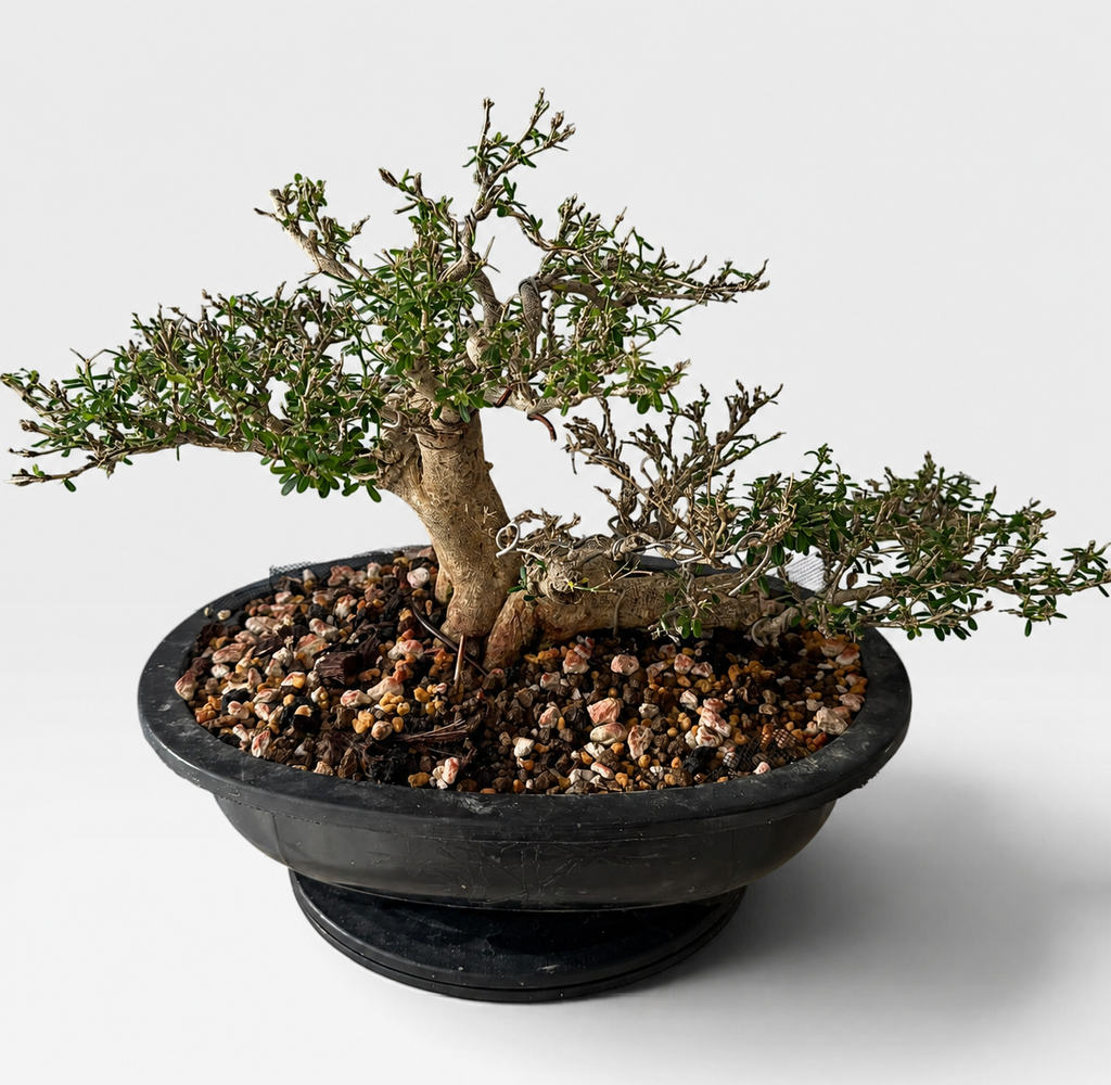 Seiran (青嵐) — Sculptural Flowering Bonsai (Shohin Size)