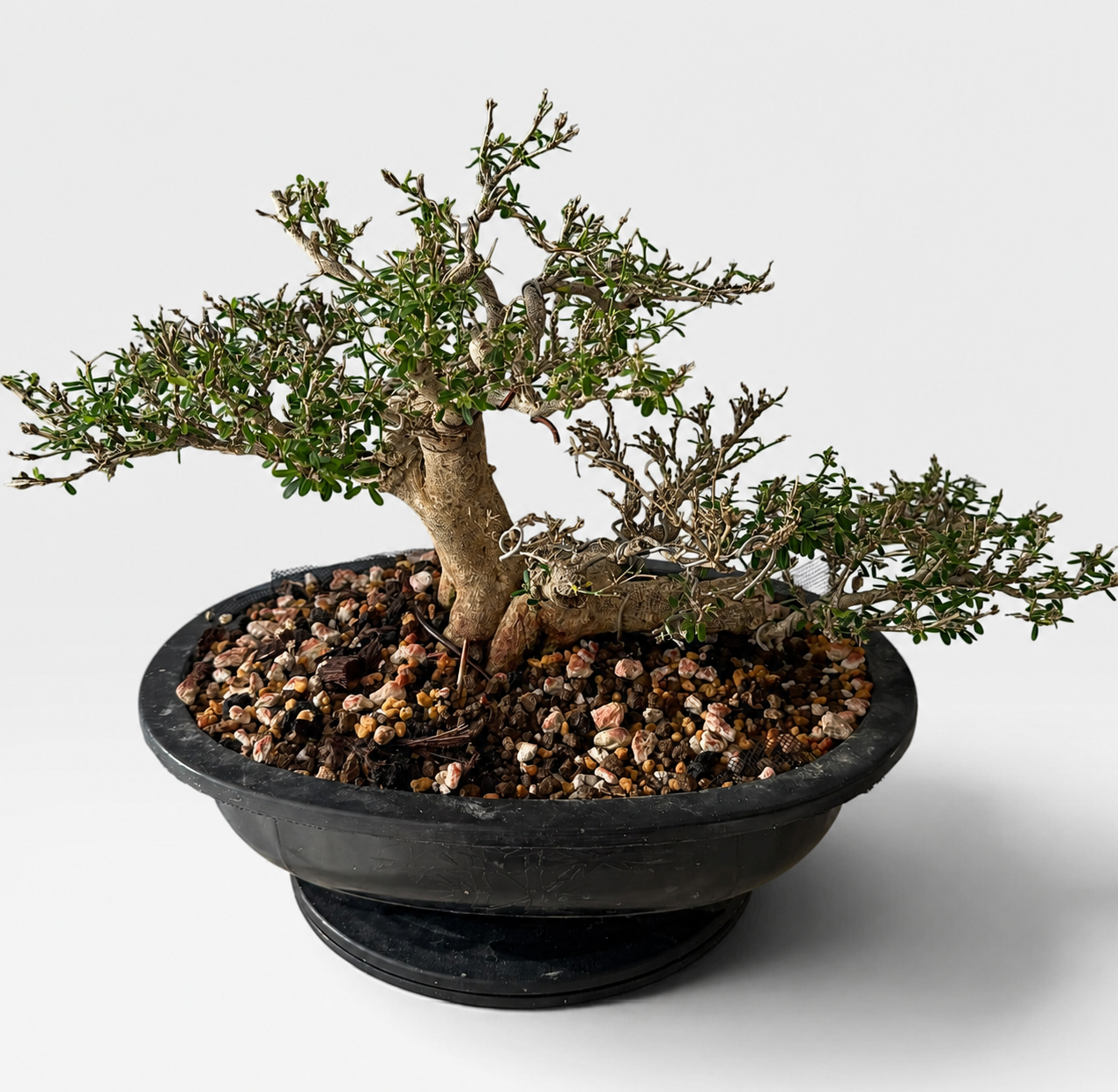 Seiran (青嵐) — Sculptural Flowering Bonsai (Shohin Size)
