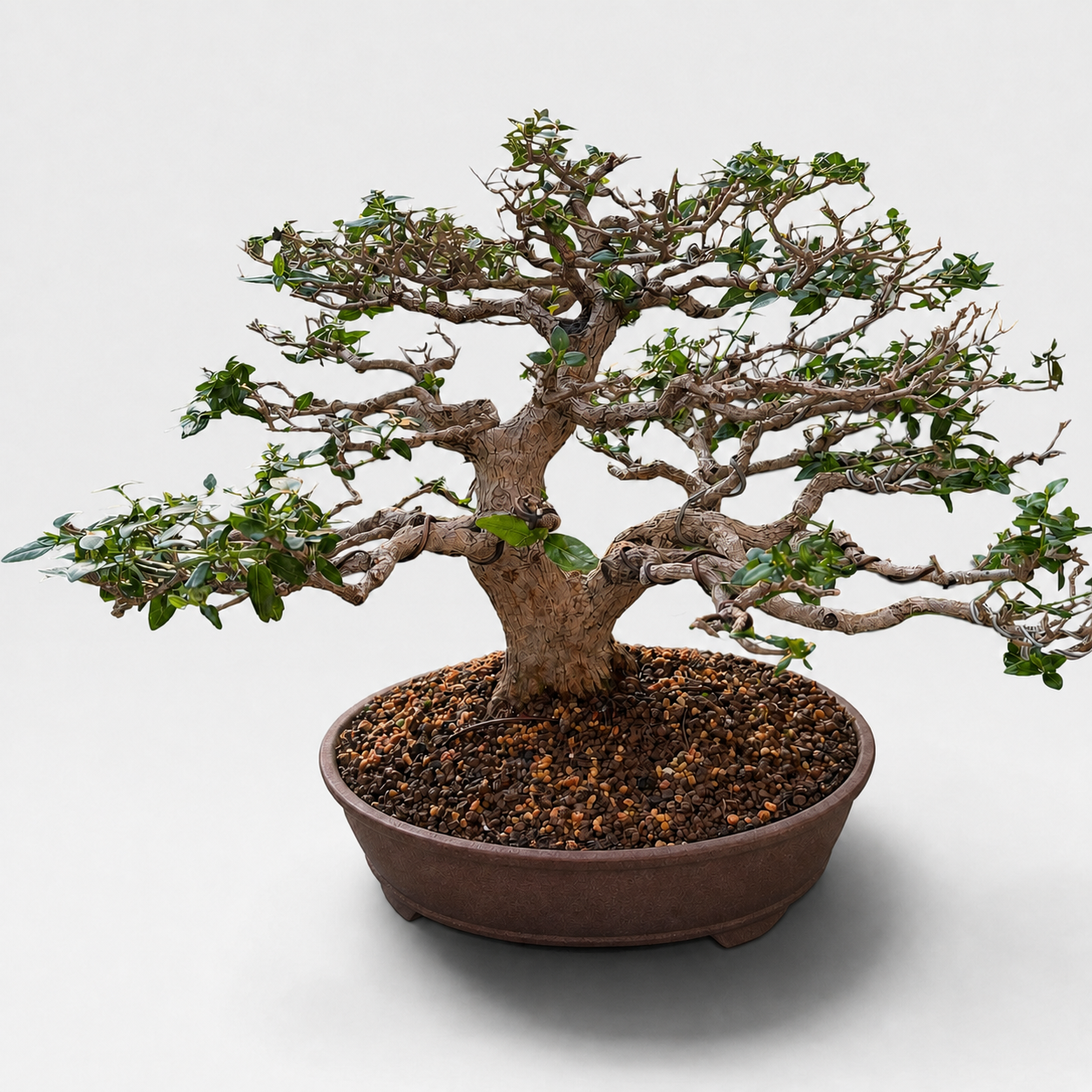 Ryūsen (龍泉) — Mature Naturalistic Bonsai (Chuhin Size)