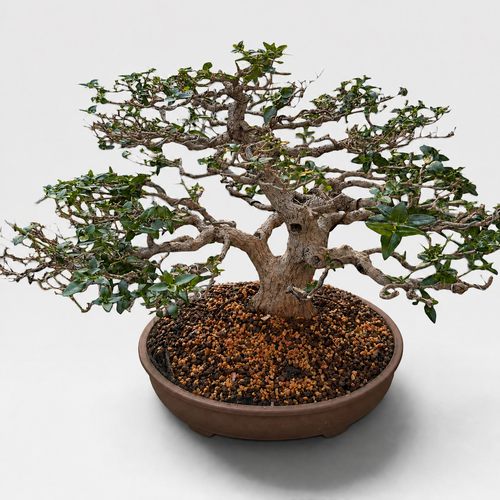 Ryūsen (龍泉) — Mature Naturalistic Bonsai (Chuhin Size)