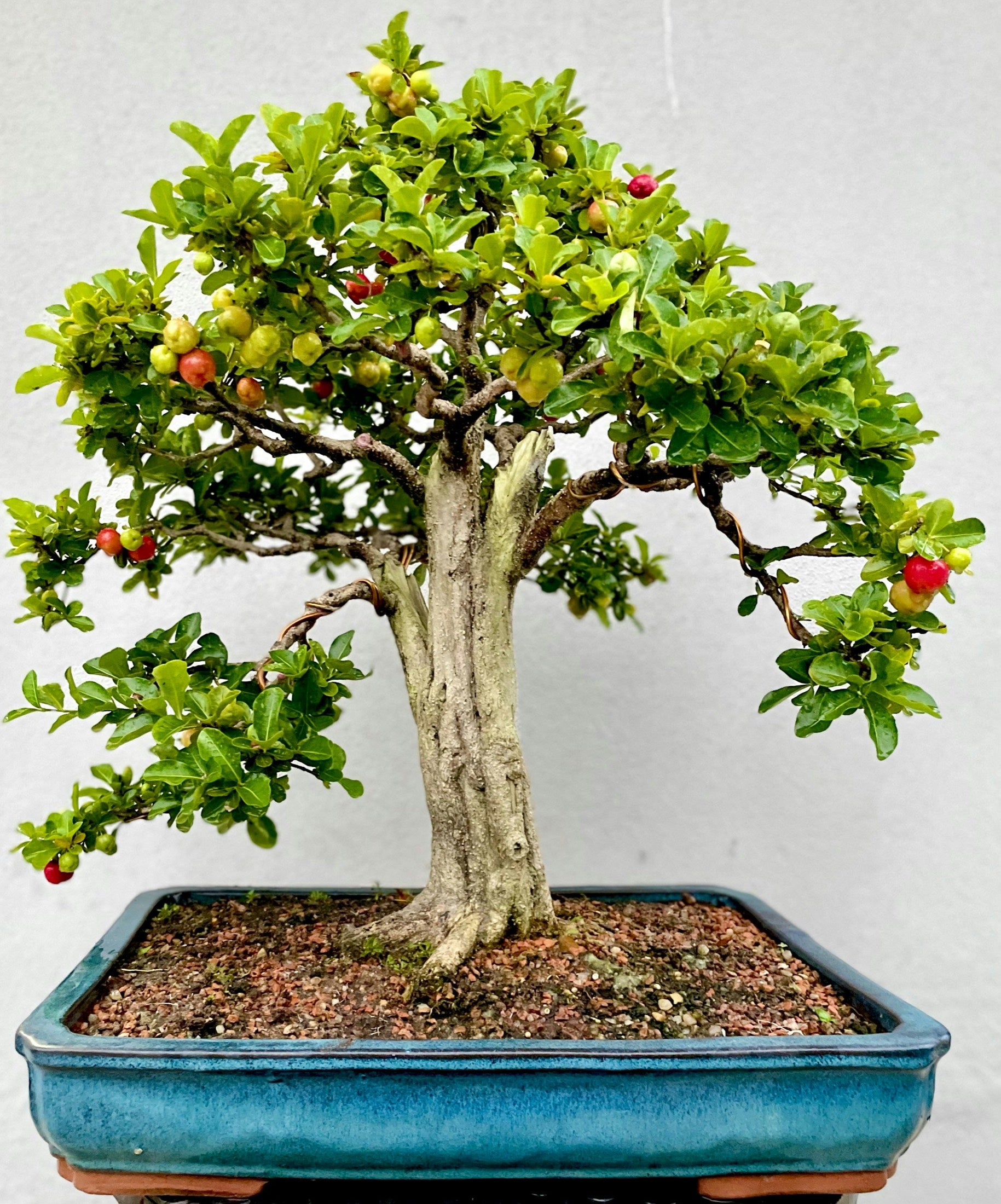 Phyllanthus acidus bonsai PHYL-001 full-tree view with rugged ascending trunk and broad canopy